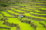 Rice terraces in the Philippines. Rice cultivation in the North